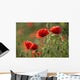 Red poppy Wall Mural