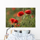 Red poppy Wall Mural