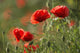 Red poppy Wall Mural