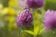 Red clover Wall Mural