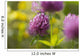 Red clover Wall Mural