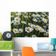Marguerite Wall Mural
