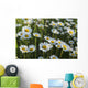Marguerite Wall Mural