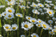 Marguerite Wall Mural