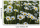 Marguerite Wall Mural