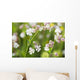 Bladder campion Wall Mural