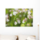 Bladder campion Wall Mural