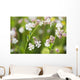 Bladder campion Wall Mural