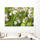 Bladder campion Wall Mural