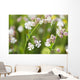 Bladder campion Wall Mural