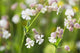 Bladder campion Wall Mural