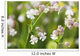 Bladder campion Wall Mural