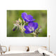 Wild geranium Wall Mural