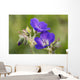 Wild geranium Wall Mural