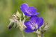 Wild geranium Wall Mural