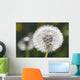 Dandelion Wall Mural