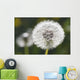 Dandelion Wall Mural