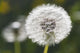 Dandelion Wall Mural