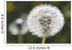 Dandelion Wall Mural