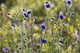 Field scabiosa Wall Mural