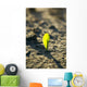 A young corn seedling emerges from the wet ground Wall Mural