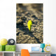 A young corn seedling emerges from the wet ground Wall Mural