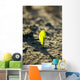 A young corn seedling emerges from the wet ground Wall Mural
