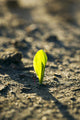 A young corn seedling emerges from the wet ground Wall Mural