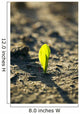 A young corn seedling emerges from the wet ground Wall Mural
