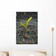 A young corn plant is wet from a recent rain in Central Iowa Wall Mural