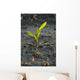 A young corn plant is wet from a recent rain in Central Iowa Wall Mural
