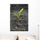A young corn plant is wet from a recent rain in Central Iowa Wall Mural