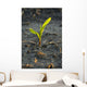 A young corn plant is wet from a recent rain in Central Iowa Wall Mural