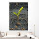 A young corn plant is wet from a recent rain in Central Iowa Wall Mural
