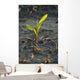 A young corn plant is wet from a recent rain in Central Iowa Wall Mural