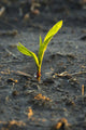 A young corn plant is wet from a recent rain in Central Iowa Wall Mural