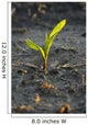 A young corn plant is wet from a recent rain in Central Iowa Wall Mural