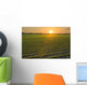 A field of young soybean plants at sunset in central Iowa Wall Mural