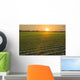 A field of young soybean plants at sunset in central Iowa Wall Mural