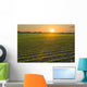 A field of young soybean plants at sunset in central Iowa Wall Mural