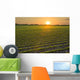 A field of young soybean plants at sunset in central Iowa Wall Mural
