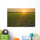 A field of young soybean plants at sunset in central Iowa Wall Mural
