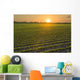 A field of young soybean plants at sunset in central Iowa Wall Mural