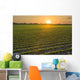 A field of young soybean plants at sunset in central Iowa Wall Mural