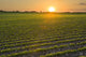 A field of young soybean plants at sunset in central Iowa Wall Mural