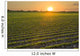 A field of young soybean plants at sunset in central Iowa Wall Mural