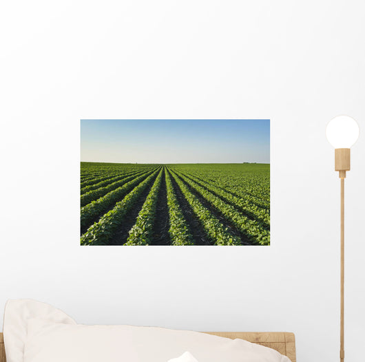 Healthy Green Mid-season Soybean Wall Decal