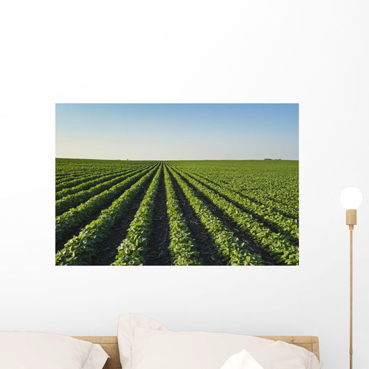 Healthy Green Mid-season Soybean Wall Decal