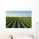 Healthy Green Mid-season Soybean Wall Decal