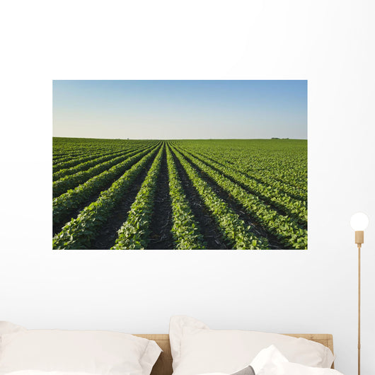 Healthy Green Mid-season Soybean Wall Decal
